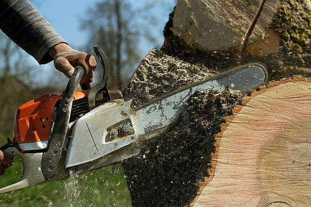 Best Tree Mulching  in Richmond, VA